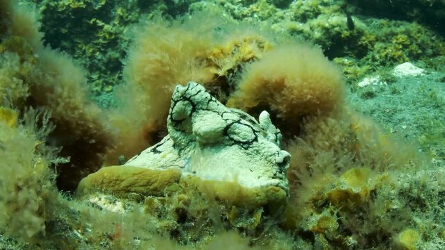 Spotted sea hare moving across algae covered rocky reef in Tenerife Canary Islands