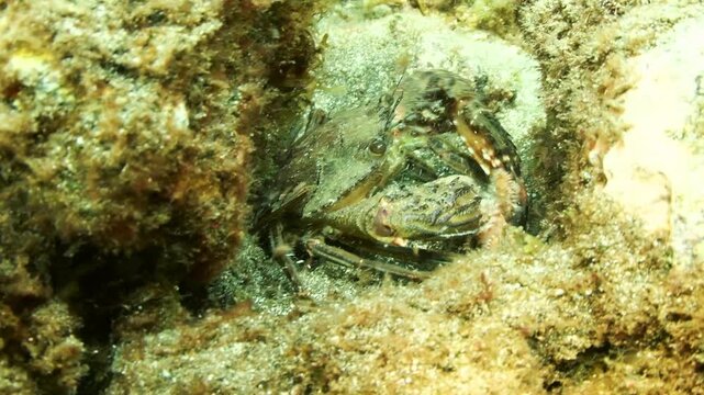Extreme close up underwater view of swimming crab feeding on fireworm Abades Tenerife travel destination
