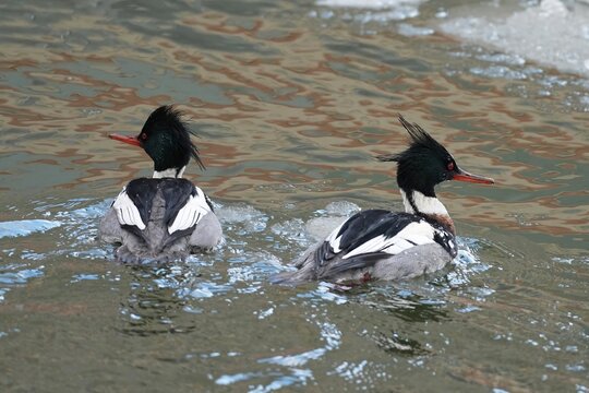 The red-breasted merganser (Mergus serrator) is a duck species that is native to much of the temperate to subarctic Northern Hemisphere.