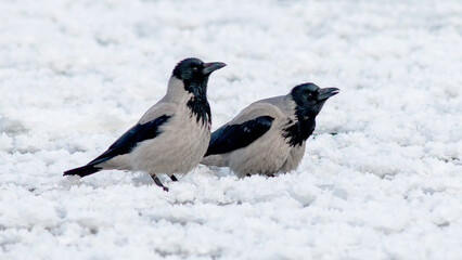 crow in snow