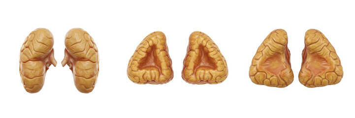 Human adrenal glands isolated on white background, suprarenal glands, endocrine system, cortisol and adrenaline production, adrenal medulla, adrenal cortex, human internal organ, medical adrenal illus © Greate