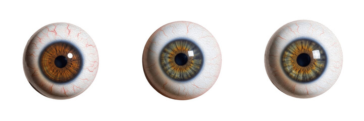 Human eyeball isolated on white background, ocular anatomy, sclera, cornea, iris, pupil, retina, lens, visual system, medical illustration, human eye internal organ, eyeball diagram © Greate