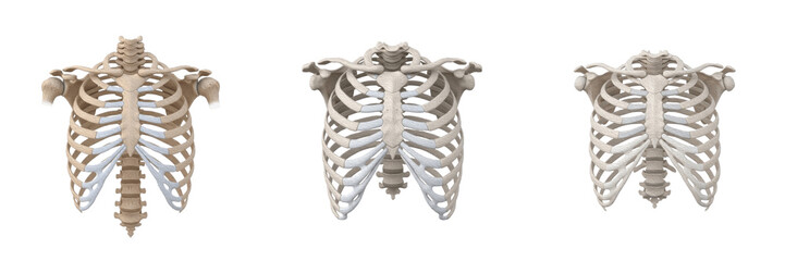Human rib cage isolated on white background, thoracic skeleton, ribs anatomy, sternum, thorax, respiratory protection, human skeletal system, medical illustration, internal organ diagram, thoracic ana © Greate