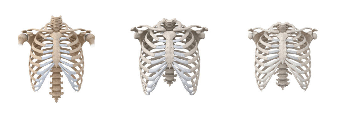 Human rib cage isolated on white background, thoracic skeleton, ribs anatomy, sternum, thorax, respiratory protection, human skeletal system, medical illustration, internal organ diagram, thoracic ana