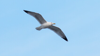 seagull in flight