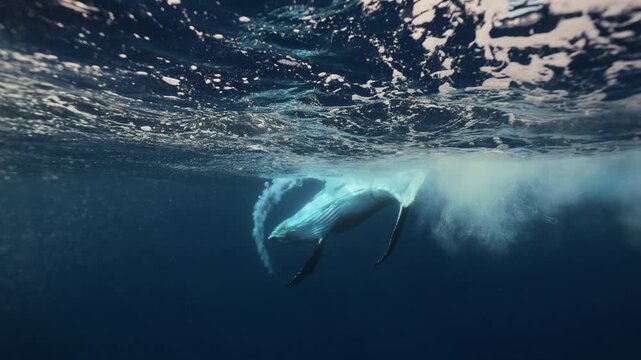 A playful humpback whale splashes and swims energetically in the ocean, flapping its fins and tail, leaping and twisting through the water near ʻEua Island, Tonga, in a joyful, lively display