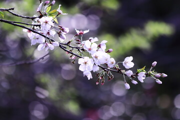 美しい桜の風景