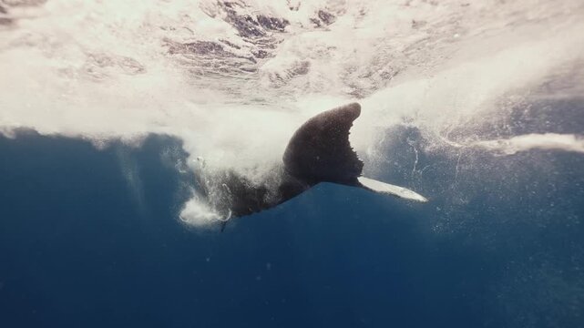 A playful humpback whale splashes and swims energetically in the ocean, flapping its fins and tail, leaping and twisting through the water near ʻEua Island, Tonga, in a joyful, lively display