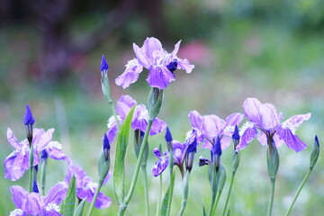 春の美しいアヤメの花