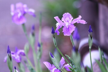 春の美しいアヤメの花