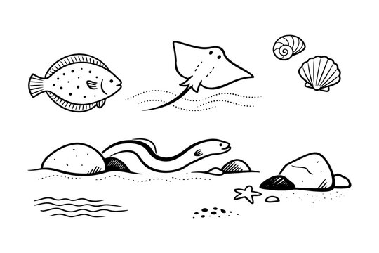 Marine life sketch with fish, stingray, shells, and rocks