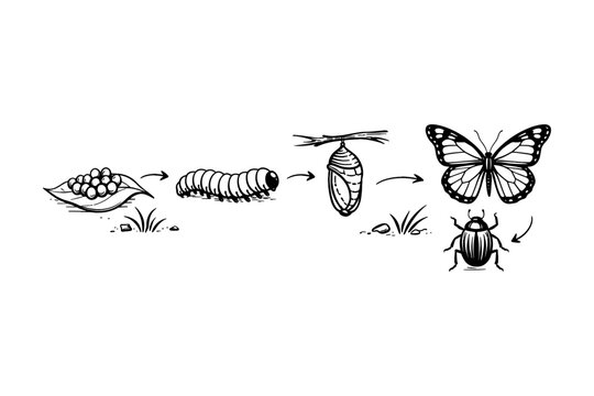 Butterfly and beetle life cycle illustration showing metamorphosis stages