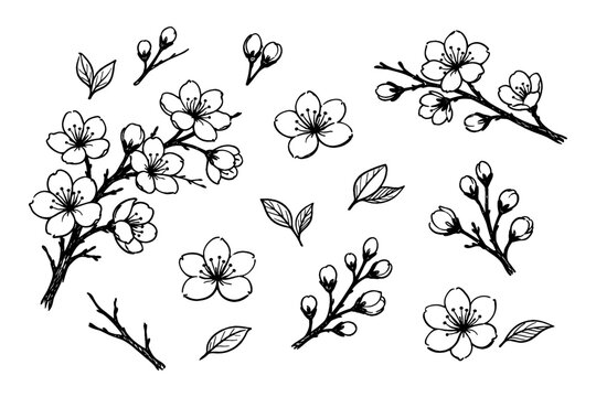 Hand-drawn cherry blossom branches and flowers illustration