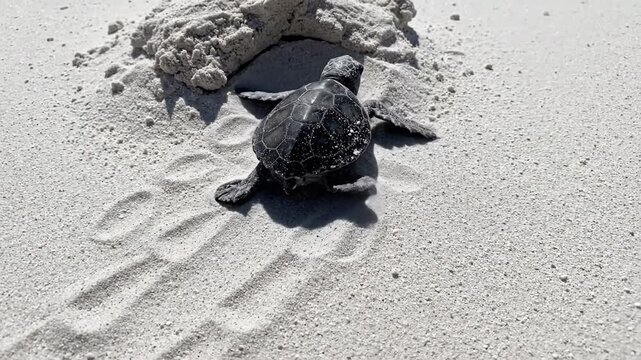 Witness the journey of life as a tiny black sea turtle hatchling crawls across pristine white sand, perfect for environmental and travel content.