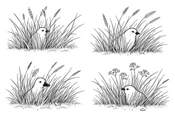 Four birds hidden in grass with wildflowers ink drawing