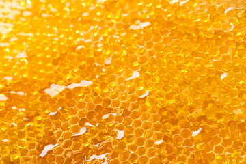 Fresh honey dripping from the honeycombs. Healthy food concept and diet.