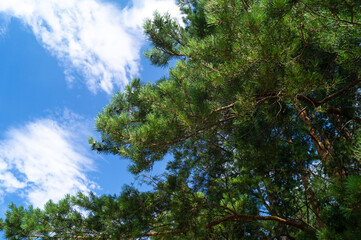 Green branches of pine trees against the sky and clouds, view from below