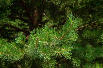 Young fresh pine branches in focus, close-up.