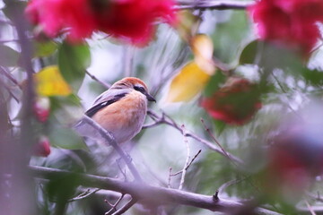椿の枝にとまった野鳥のモズ