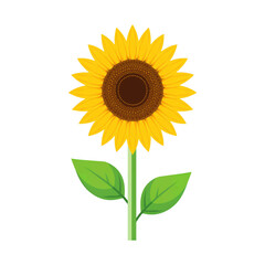 Obraz premium A bright yellow sunflower with green leaves on a black background