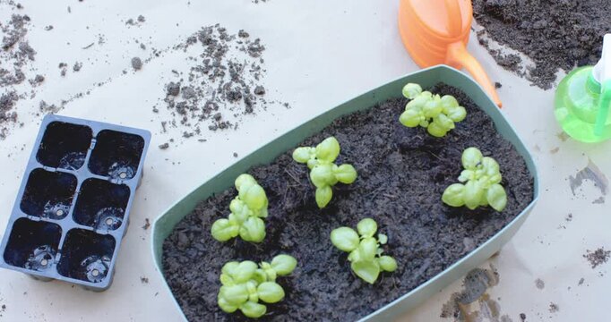 Camera is shifting, showing planter with six seedlings while soil is settling after transplanting