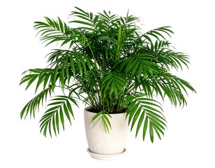 Obraz premium Lush green parlor palm in a white, ribbed pot, on a white background