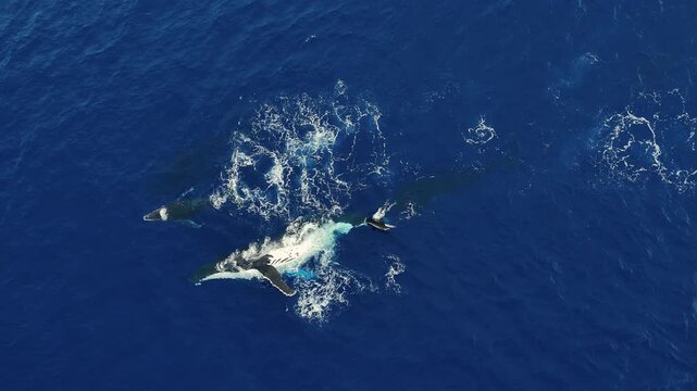 A humpback whale calf swims energetically next to its adult near ʻEua Island, Tonga, repeatedly slapping its tail on the water, creating splashes, captured by drone, showing playful and lively marine