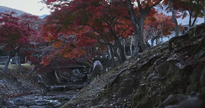 Deer standing on hill near bridge and dry stream in autumn park early in the morning