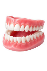 Obraz premium Dental Prosthesis with White Teeth in Pink Gums on White Background in Studio Lighting for Dental Clinic