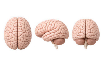 Obraz premium Human Brain Models in Various Views with Detailed Anatomy in Medical Illustration Style on White Background for Neuroscience Education