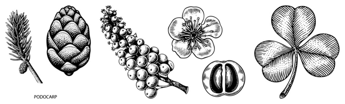 Detailed black and white botanical drawings of podocarp cone, cherry blossom, grapevine, and four leaf clover, rendered in halftone style.