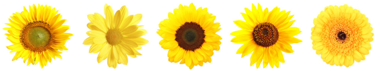 Fototapeta premium Various yellow flowers isolated on white, set