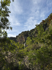 Serene jungle landscape with a waterfall peeking through the dense canopy of trees
