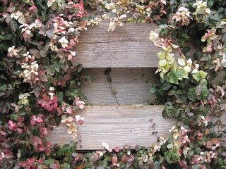 Red, white, and green Japanese star jasmine with wooden fence photographed in Japan in January