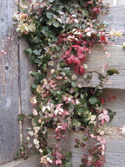 Red, white, and green Japanese star jasmine with wooden fence photographed in Japan in January