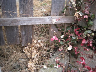 Red, white, and green Japanese star jasmine with wooden fence photographed in Japan in January
