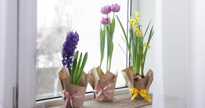 Many beautiful spring flowers in pots on windowsill indoors. Camera moving forward