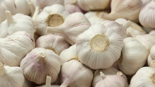 Woman with fresh garlic bulbs, closeup view