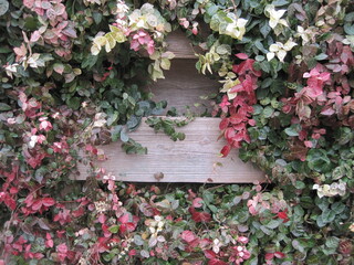 Red, white, and green Japanese star jasmine with wooden fence photographed in Japan in January