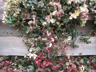 Red, white, and green Japanese star jasmine with wooden fence photographed in Japan in January