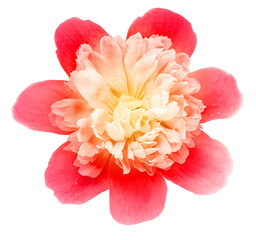 Peony flower  on   isolated background with clipping path. Closeup. For design. Transparent background.  © nadezhda F
