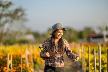 Young asian woman farmer checking marigold plantation with tablet © Apichat