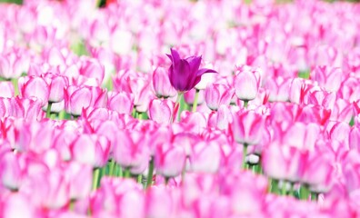 Fototapeta premium pink tulips in spring