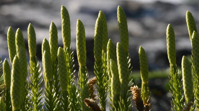 The stems of a green horsetails trembles in the wind in the polar tundra on a sunny summer day.