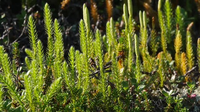 The stems of a green horsetails trembles in the wind in the polar tundra on a sunny summer day.