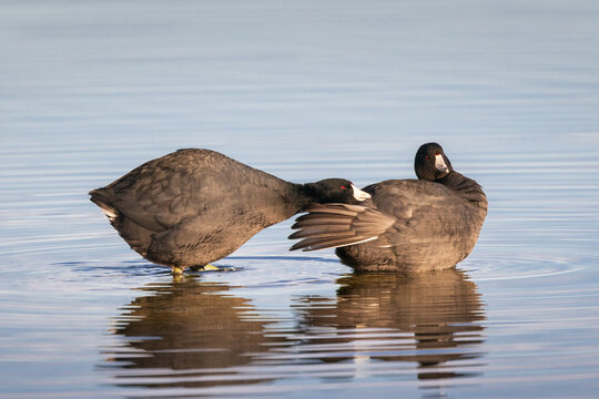 Two American coots (Fulica americana) at Eagle Lake in Lassen County California. One biting the other's tail as it attempts to preen, standing in shallow water.