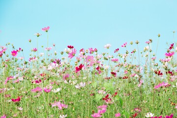 pink tulips in the field