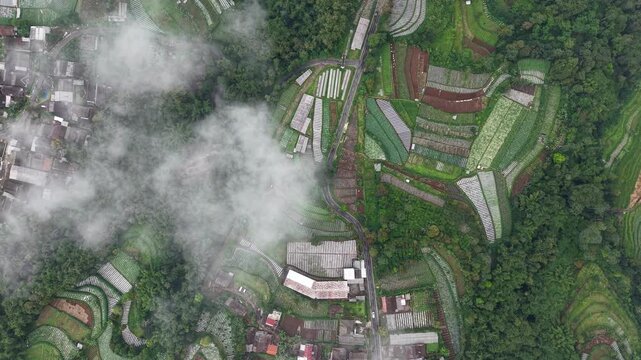 An aerial shot showing terraced fields winding across a misty mountain landscape. Dense forests surround the vibrant plots, highlighting agriculture, rural life, villages, and winding paths beneath so