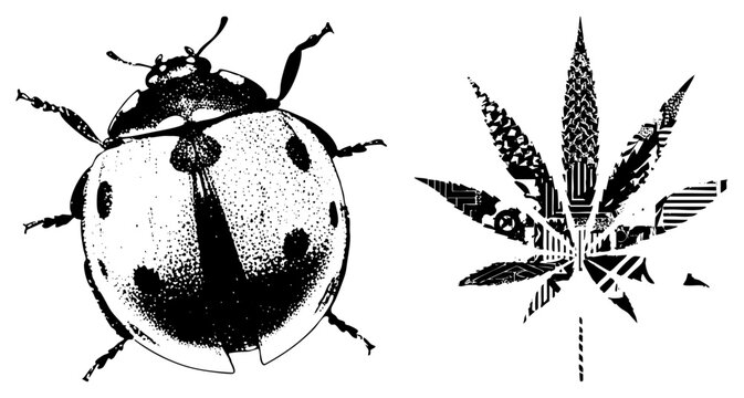 Black and white vector art featuring a ladybug with halftone shading and a stylized leaf with geometric, isolated graphic elements.