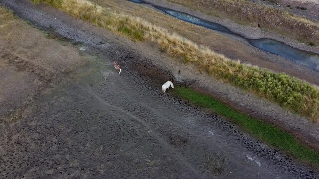 Caballos en el barro vista aerea en circulo